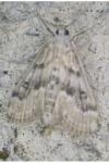 Parapoynx stratiotata