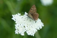 Lycaena tityrus