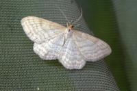 Idaea macilentaria