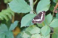 Limenitis camilla