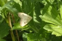 Rivula sericealis