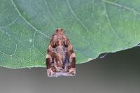 Archips xylosteana