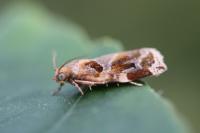 Archips xylosteana