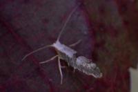 Argyresthia spinosella