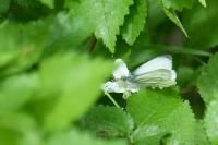 Pieris napi