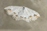 Scopula ornata