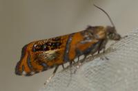 Olethreutes arcuella