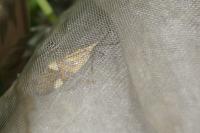 Alabonia geoffrella