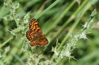 Melitaea athalia