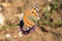 Vanessa cardui