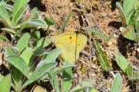 Colias crocea