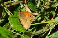 Maniola jurtina