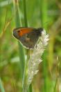 Coenonympha pamphilus