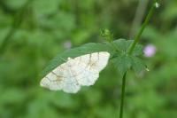 Adactylotis contaminaria