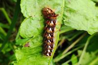 Acronicta rumicis