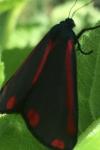 Tyria jacobaeae