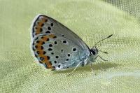 Plebejus argyrognomon