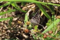 Euclidia mi