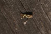 Calybites phasianipennella