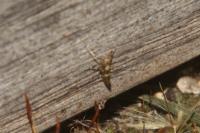 Calybites phasianipennella
