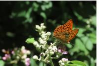 Argynnis paphia