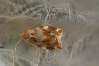 Archips xylosteana