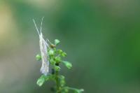 Plutella xylostella