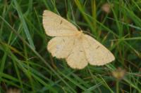 Angerona prunaria