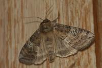 Tethea ocularis