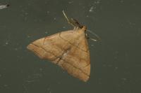 Herminia tarsicrinalis