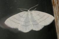 Cabera pusaria