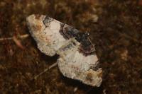 Catarhoe cuculata