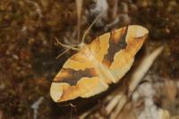 Cidaria fulvata