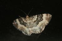 Epirrhoe rivata
