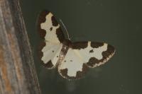 Lomaspilis marginata