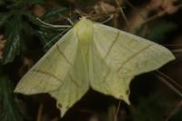 Ourapteryx sambucaria