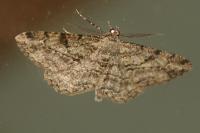 Peribatodes rhomboidaria