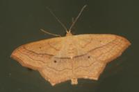 Scopula imitaria