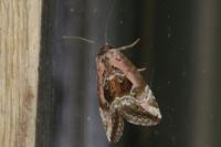 Elaphria venustula