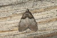 Nola cucullatella