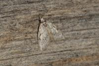 Nola confusalis