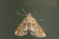 Cataclysta lemnata