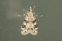 Eudonia delunella