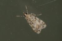 Eudonia lacustrata