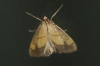 Evergestis limbata