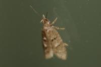 Luquetia lobella