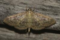 Patania ruralis