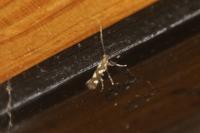 Calybites phasianipennella