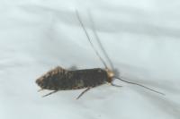 Monopis laevigella