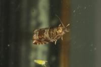 Ancylis achatana